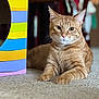 cat, orange_tabby, carpet, indoor, furniture, colorful_box, pet, animal, relaxed, mammal, whiskers, ears, paws, portrait, domestic_cat, feline, cute, home, closeup, laying