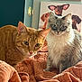 Stanley is registered to the contest to win money with this photo: cat, orange_tabby, fluffy_cat, blue_eyes, pets, indoor, blanket, bedroom, painting, dog_art, curious, closeup, feline, cozy, fur, whiskers, ears, portrait, home, animals