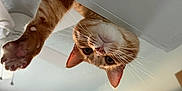 Stanley joined the competition — help win amazing prizes! cat, ginger_cat, upside_down, paw, whiskers, indoor, curious, pet, feline, home, television, window, curtains, wall_art, door, wood, animal, cute, playful, face