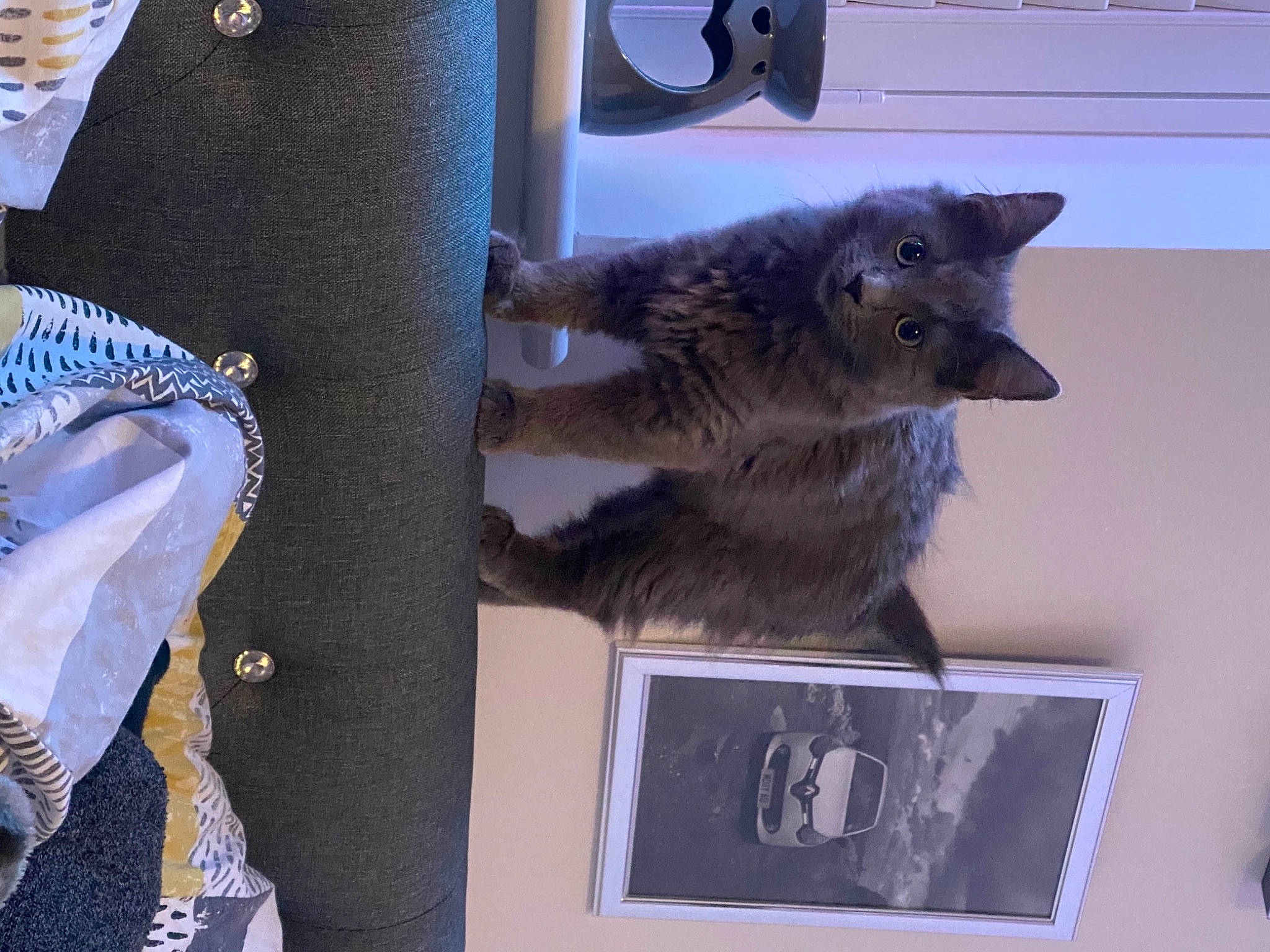 Pop Smoke joined the competition — help win amazing prizes! black_cat, british_longhair, carnivore, cat, chartreux, domestic_short_haired_cat, electric_blue, fawn, felidae, fur, grey, korat, picture_frame, russian_blue, small_to_medium_sized_cats, tail, whiskers