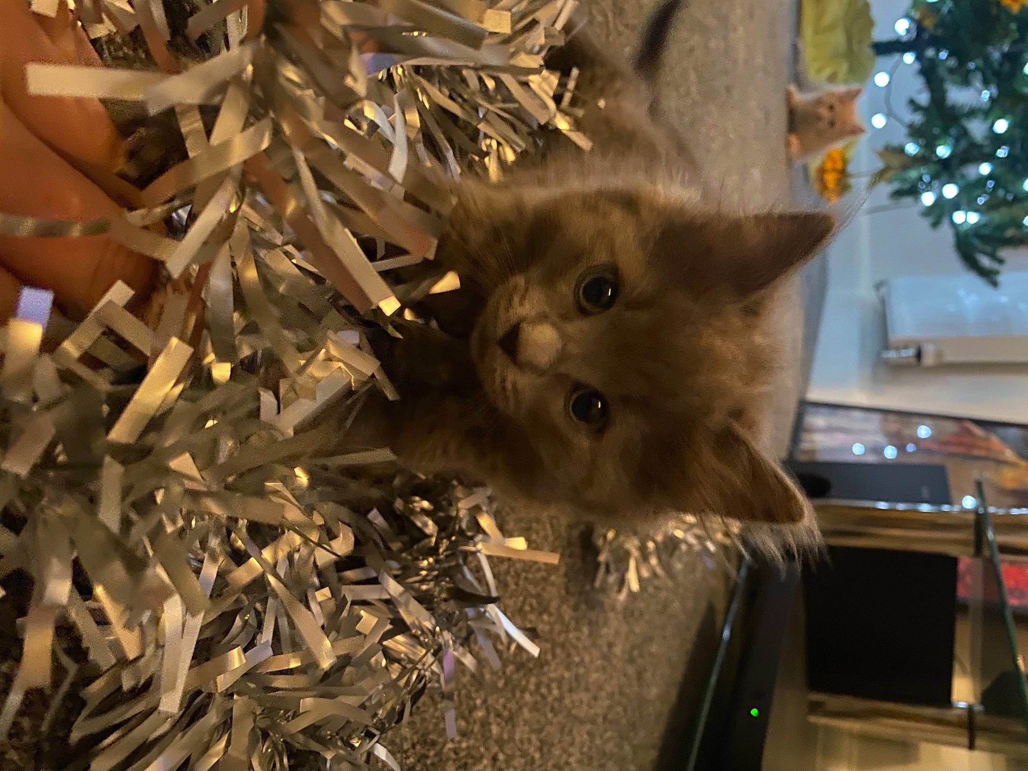 Pop Smoke joined the competition — help win amazing prizes! branch, carnivore, cat, christmas_decoration, christmas_ornament, christmas_tree, domestic_short_haired_cat, event, fawn, felidae, fur, grass, plant, small_to_medium_sized_cats, snapshot, tail, tree, twig, whiskers, wood