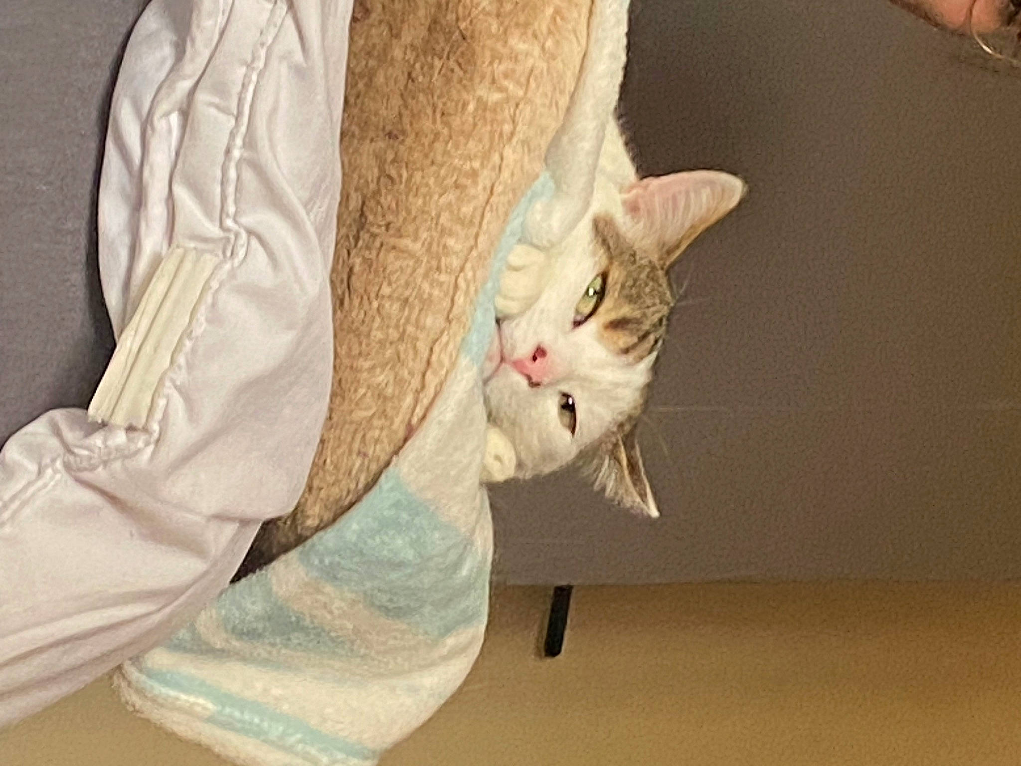 Nuage a rejoint le concours — aidez-le/la à gagner de superbes lots ! carnivore, cat, claw, comfort, domestic_short_haired_cat, ear, fawn, felidae, foot, fur, gesture, human_leg, leg, paw, sleeve, small_to_medium_sized_cats, tail, whiskers
