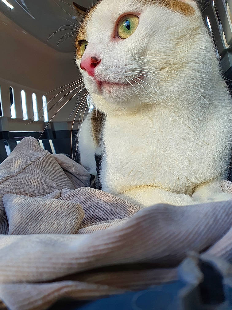 Nuage a rejoint le concours — aidez-le/la à gagner de superbes lots ! carnivore, cat, cat_supply, collar, comfort, domestic_short_haired_cat, fawn, felidae, fur, linens, paw, pet_supply, small_to_medium_sized_cats, snout, tail, whiskers