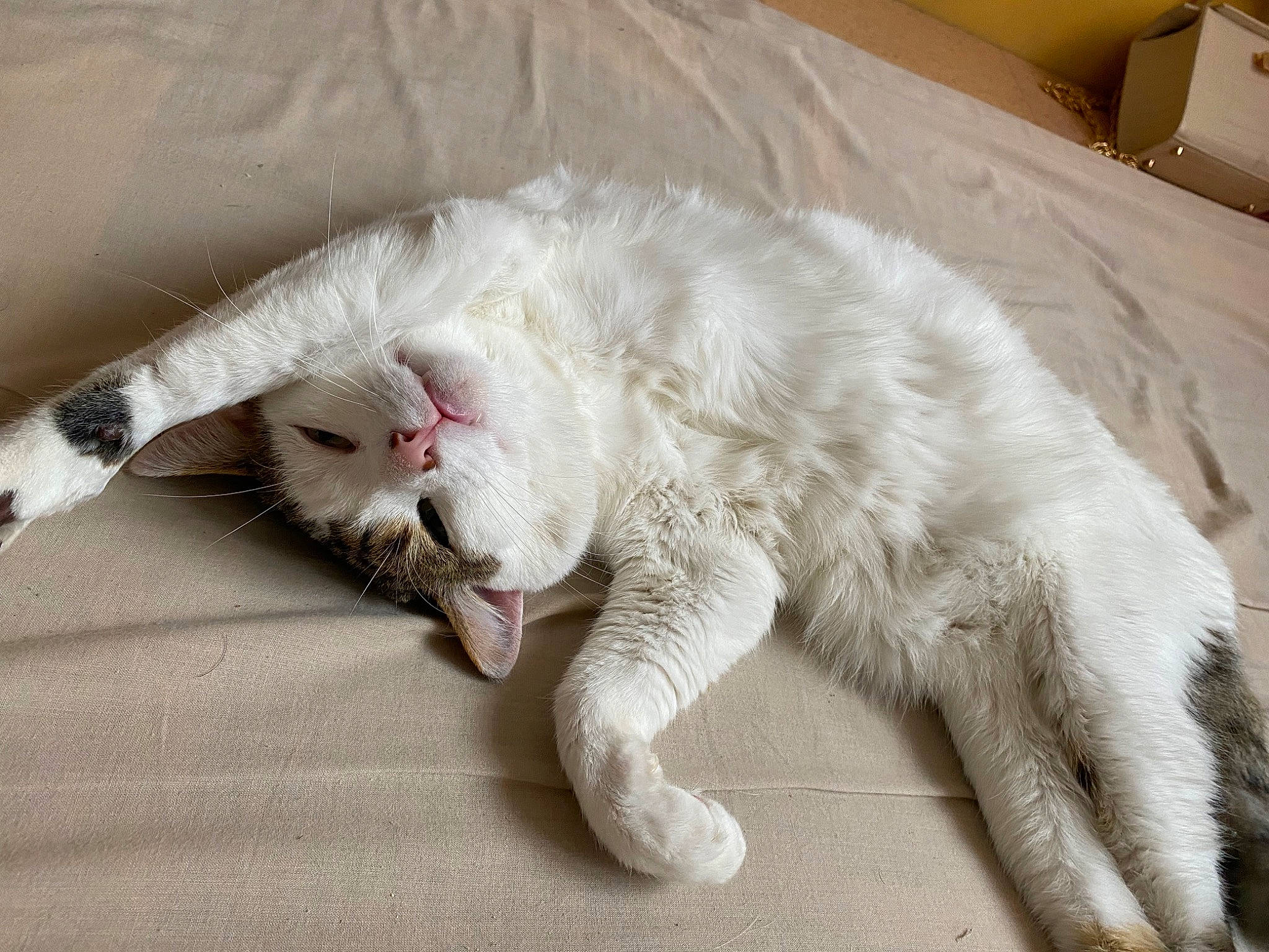 Nuage a rejoint le concours — aidez-le/la à gagner de superbes lots ! carnivore, carton, cat, claw, comfort, domestic_short_haired_cat, fang, felidae, fur, nap, paw, shipping_box, sleep, small_to_medium_sized_cats, snout, tail, terrestrial_animal, whiskers, window