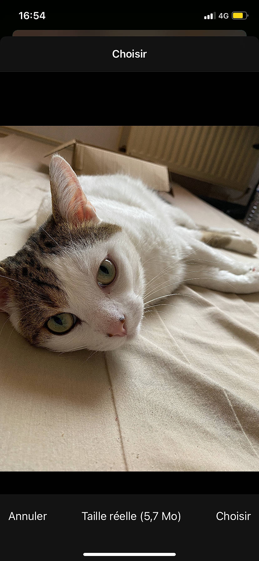 Nuage a rejoint le concours — aidez-le/la à gagner de superbes lots ! carnivore, cat, comfort, domestic_short_haired_cat, ear, eye, eyelash, fawn, felidae, fur, head, paw, small_to_medium_sized_cats, snout, tail, whiskers