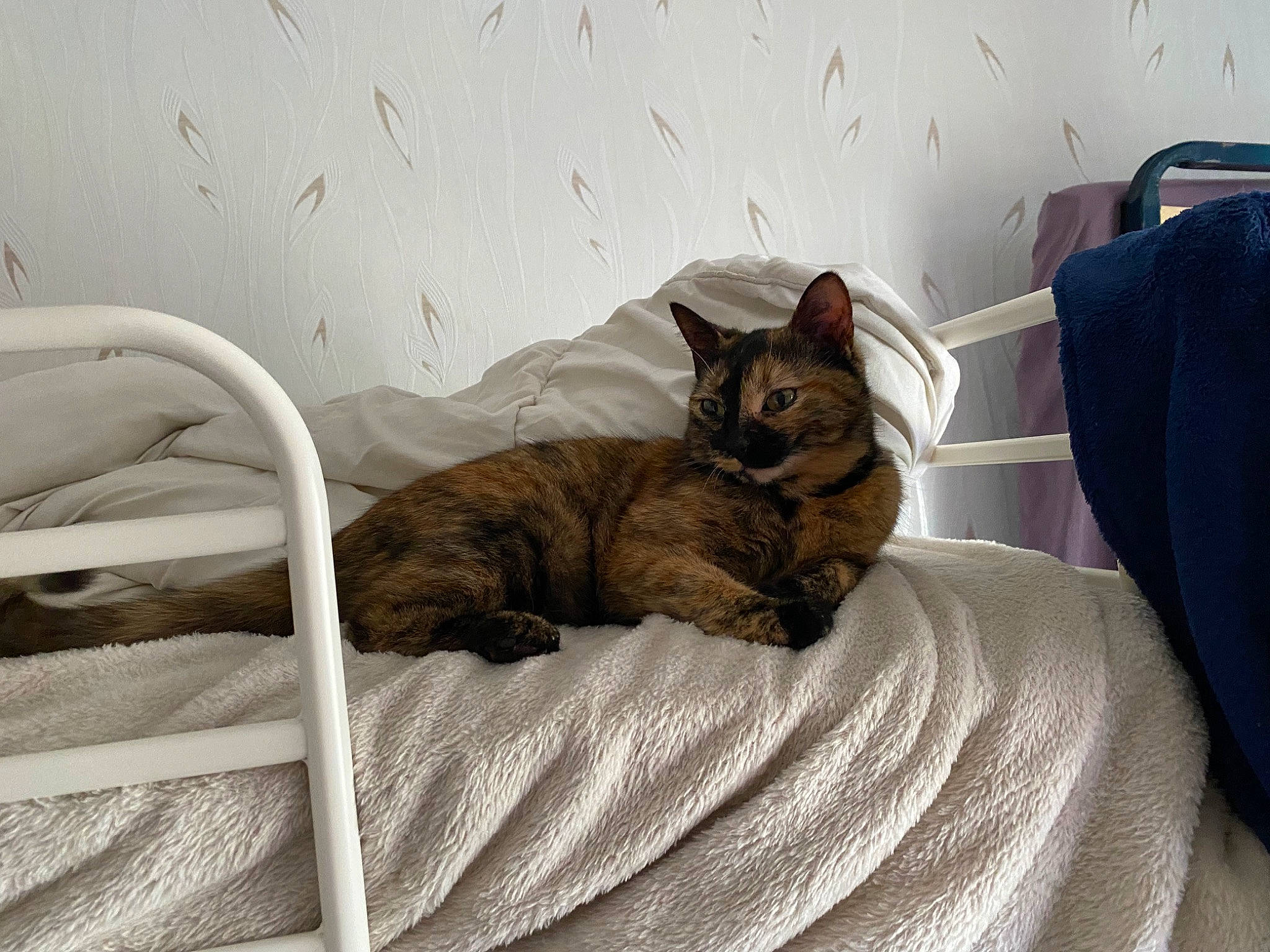 Calinou a rejoint le concours — aidez-le/la à gagner de superbes lots ! bed, bedding, carnivore, cat, comfort, domestic_short_haired_cat, duvet, felidae, flooring, fur, grey, linens, mammal, nap, room, small_to_medium_sized_cats, tail, terrestrial_animal, whiskers, wood