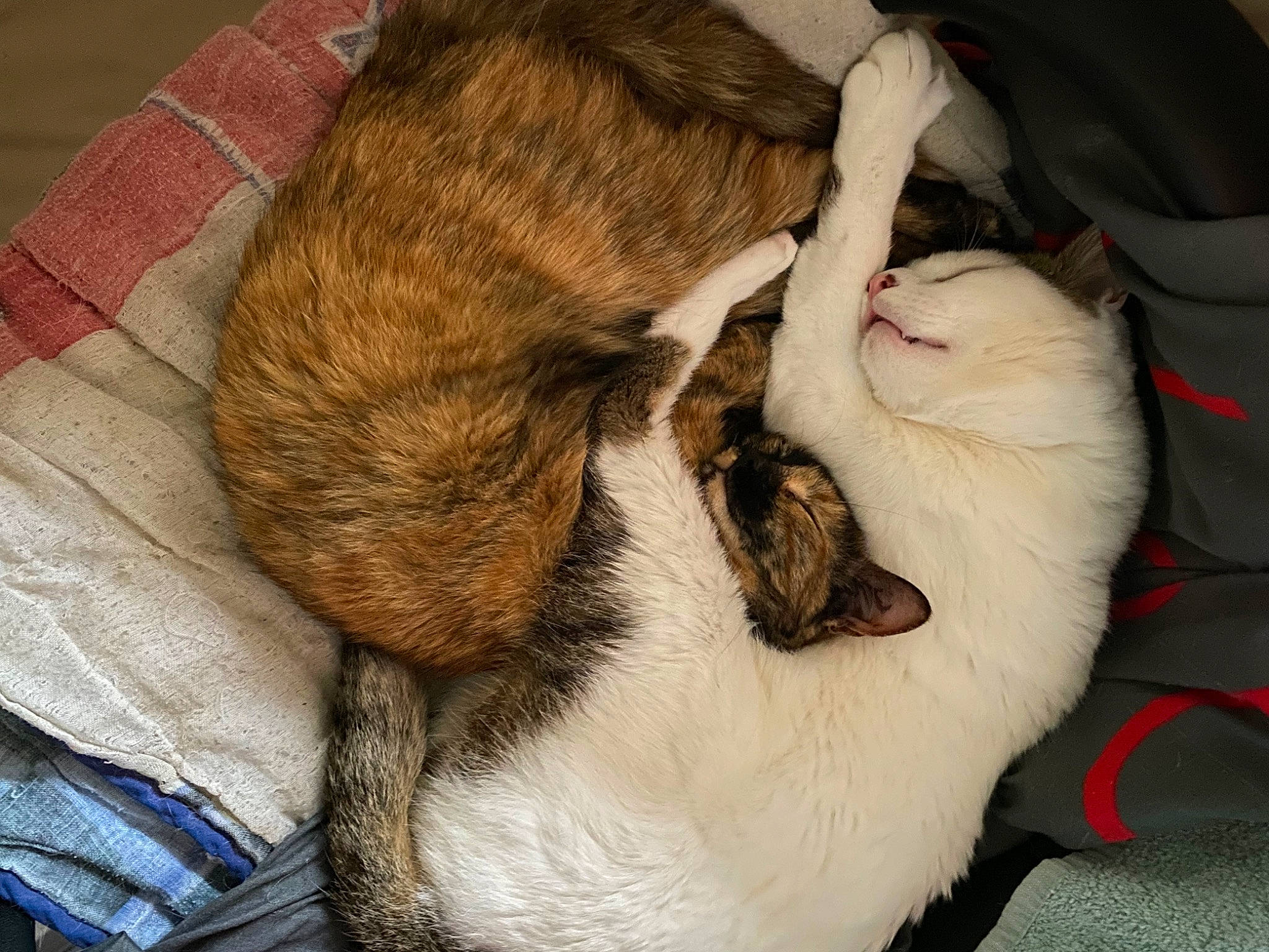 Calinou a rejoint le concours — aidez-le/la à gagner de superbes lots ! canidae, carnivore, cat, cat_bed, claw, comfort, companion_dog, dog_breed, domestic_short_haired_cat, fawn, felidae, fur, nap, paw, small_to_medium_sized_cats, snout, sporting_group, tail, whiskers, wood