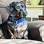 armchair, blue_collar, brown_eyes, canine, closeup, companion, cozy, cute, dachshund, dog, domestic_animal, furniture, homedecor, indoor, pet, portrait, relaxed, short_hair, sitting, wooden_table