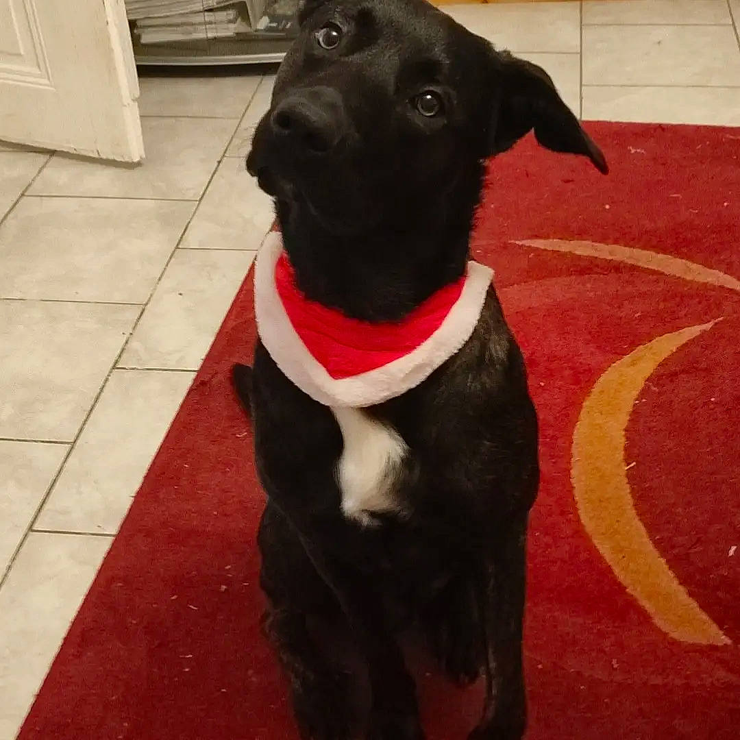 Hasko a rejoint le concours — aidez-le/la à gagner de superbes lots ! bow_tie, carmine, carnivore, collar, companion_dog, dog, dog_breed, dog_clothes, dog_collar, dog_supply, flooring, fur, leash, pet_supply, snout, sportswear, tail, tie, whiskers, working_animal