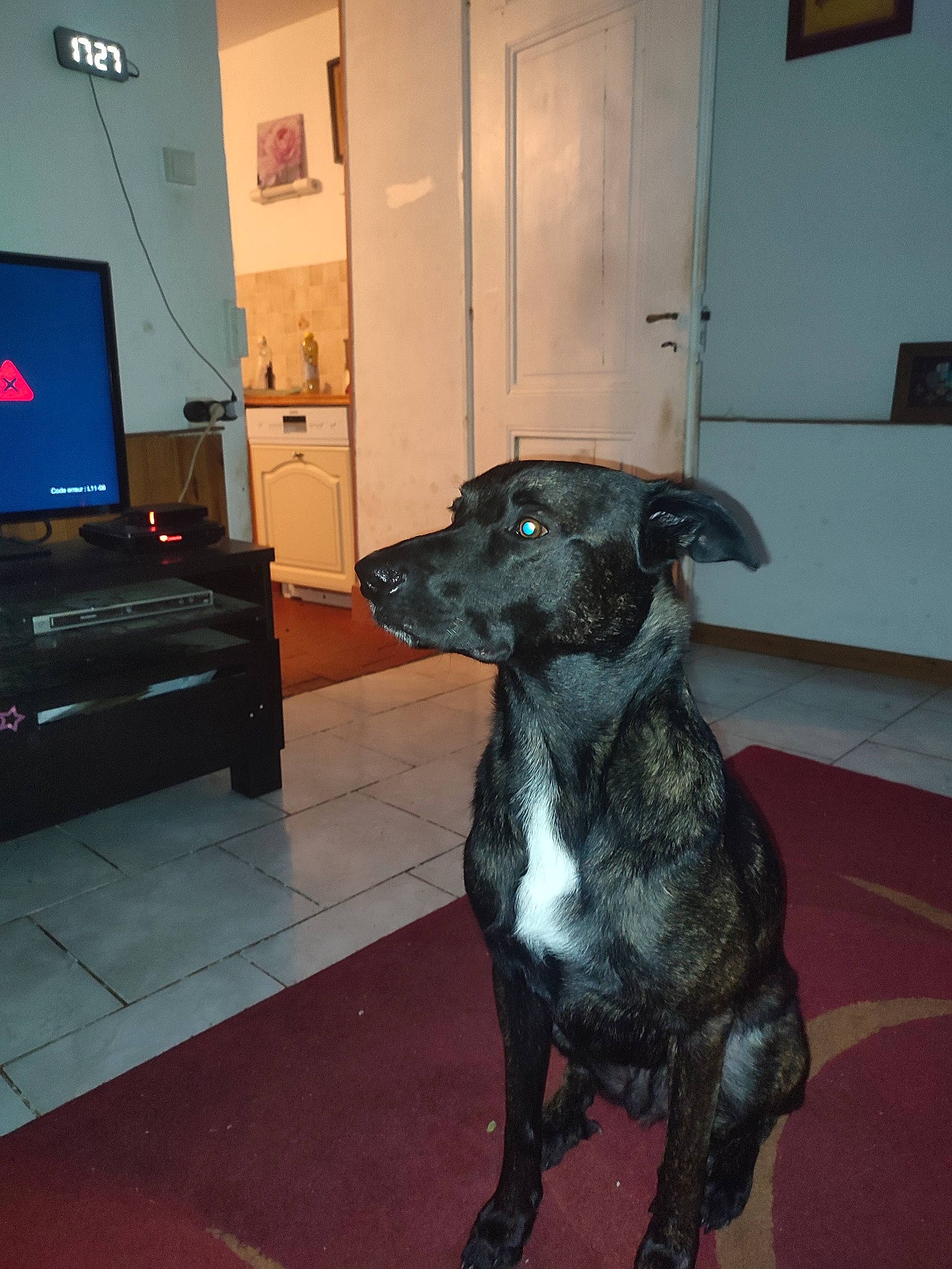 Hasko participe au concours pour gagner de l'argent avec cette photo : carnivore, comfort, companion_dog, couch, dog, dog_breed, door, fawn, floor, flooring, fur, hardwood, home_appliance, picture_frame, snout, tail, television, television_set, wood, working_animal