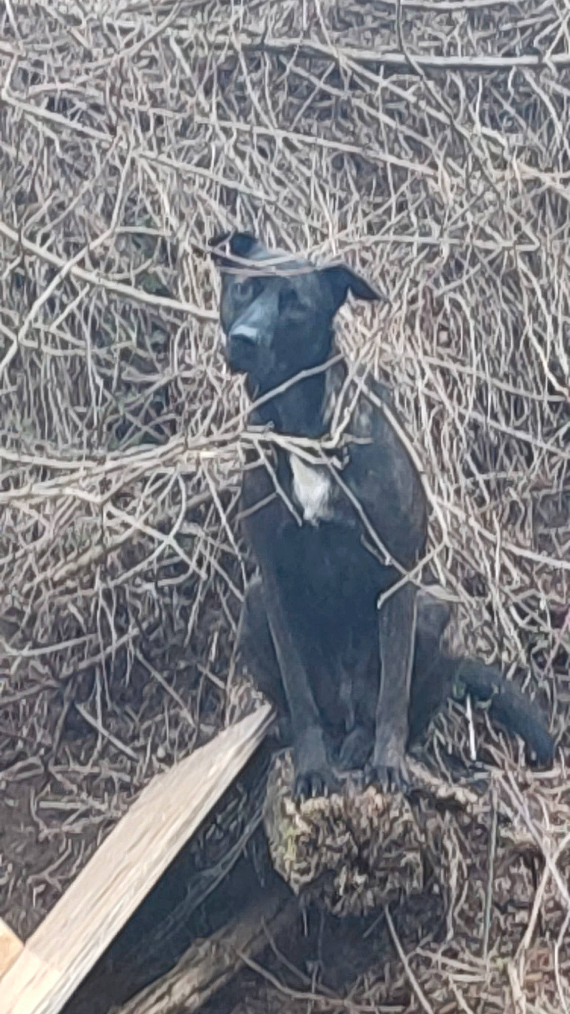 Hasko participe au concours pour gagner de l'argent avec cette photo : carnivore, cat, dog_breed, felidae, fur, grass, plant, small_to_medium_sized_cats, snout, soil, sporting_group, tail, terrestrial_animal, tree, trunk, twig, whiskers, wildlife, wood, working_animal