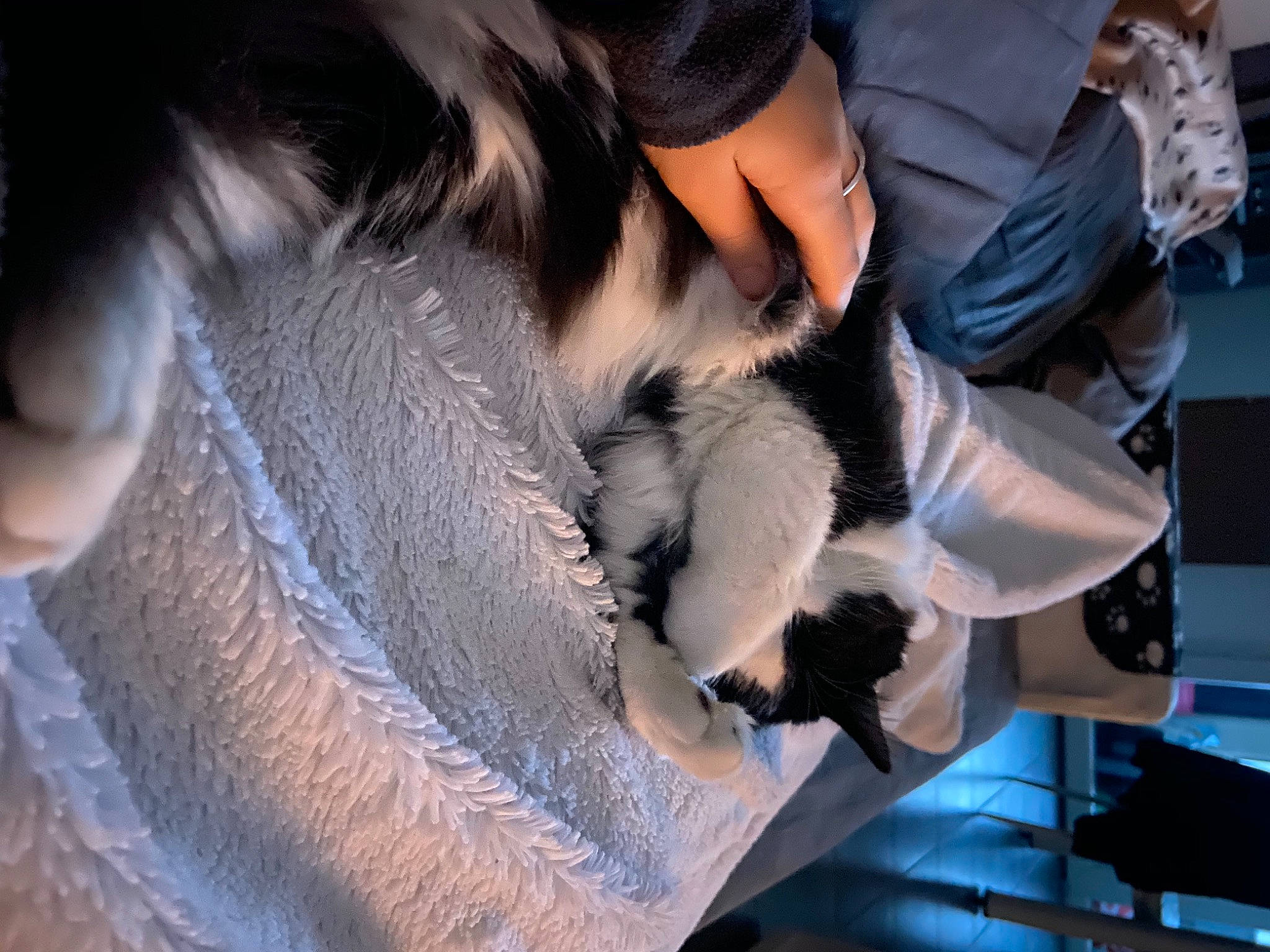 Naha a rejoint le concours — aidez-le/la à gagner de superbes lots ! animal_product, canidae, claw, comfort, companion_dog, denim, fashion_accessory, fashion_design, feather, felidae, fur, fur_clothing, human_leg, sitting, sporting_group, street_fashion, tail, thigh, tree, whiskers