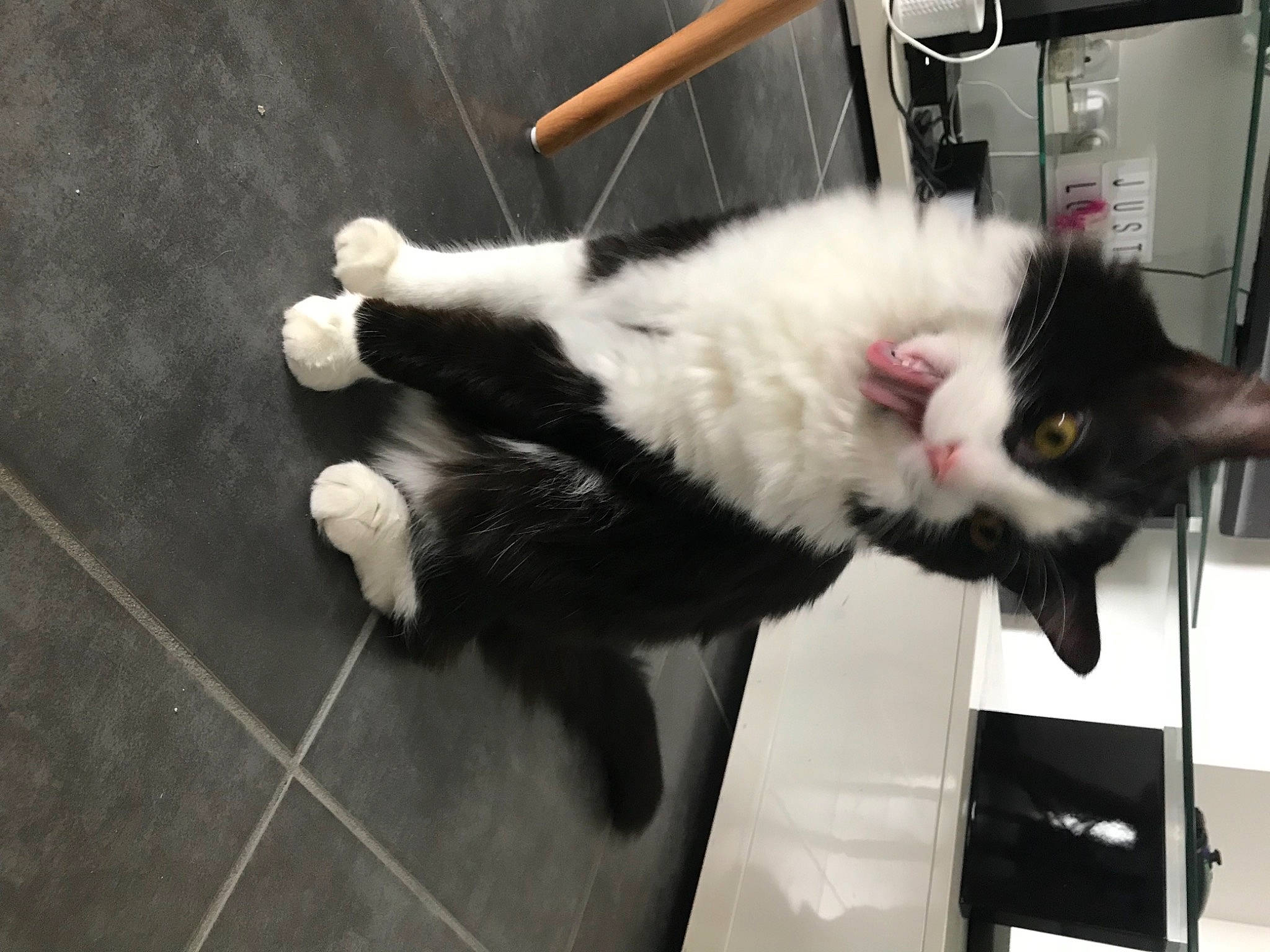 Naha participe au concours pour gagner de l'argent avec cette photo : carnivore, cat, claw, companion_dog, felidae, flooring, fur, natural_material, small_to_medium_sized_cats, tail, terrestrial_animal, whiskers