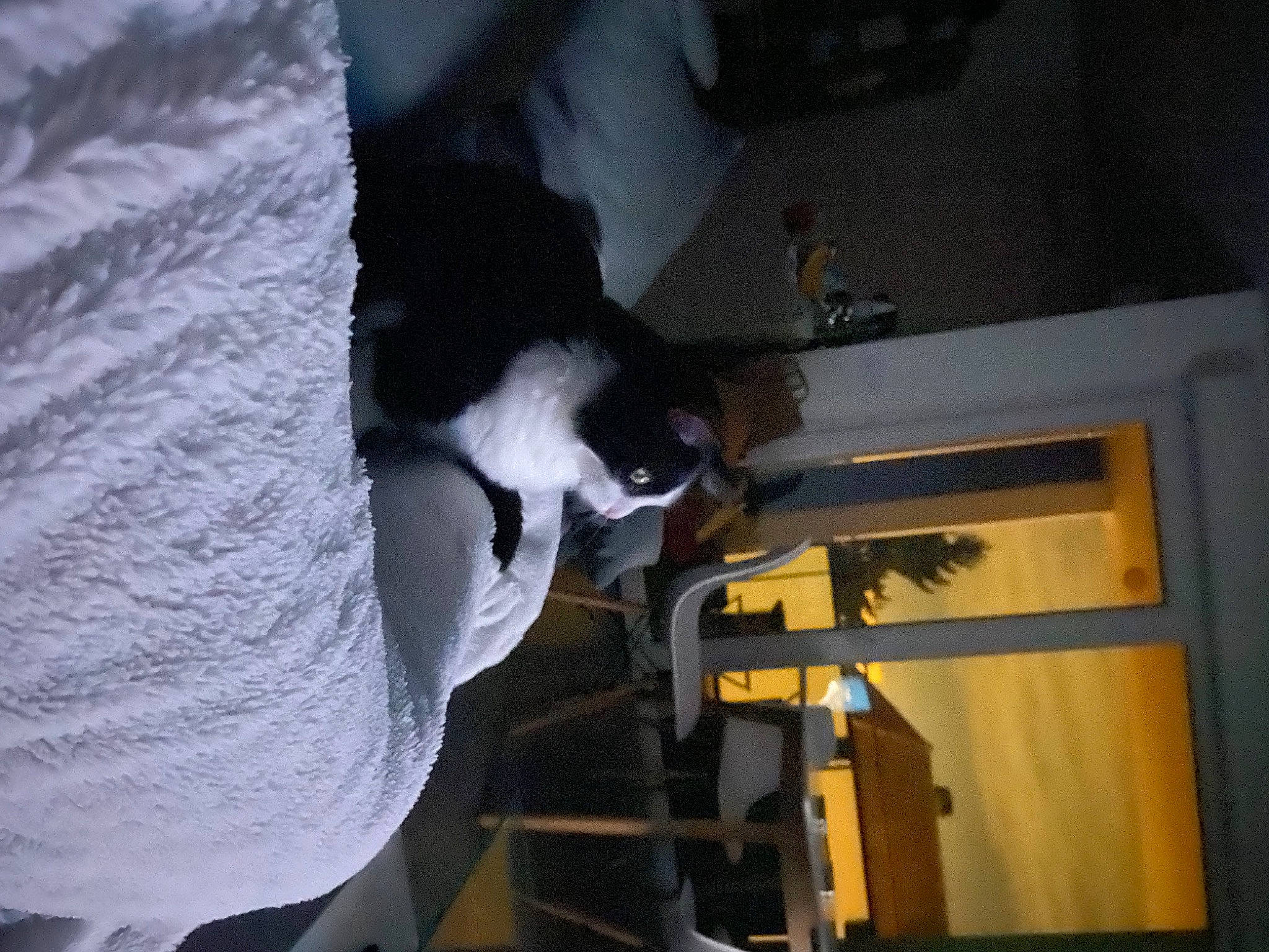 Naha a rejoint le concours — aidez-le/la à gagner de superbes lots ! elbow, felidae, fun, fur, machine, room, space, tail, tree, wood