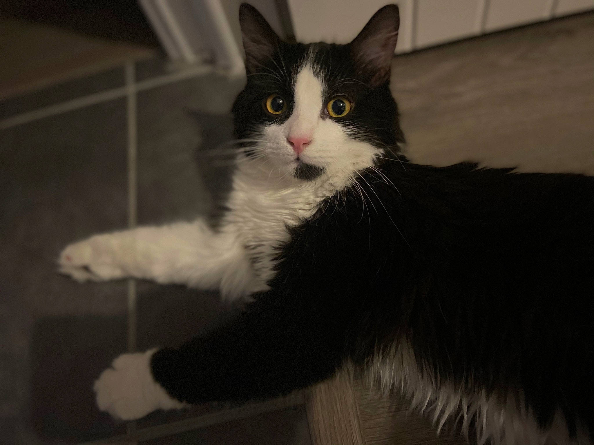 Naha a rejoint le concours — aidez-le/la à gagner de superbes lots ! box, carnivore, cat, claw, domestic_short_haired_cat, felidae, fur, monochrome_photography, paw, small_to_medium_sized_cats, snout, tail, terrestrial_animal, whiskers, window