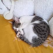 Mia Rogers joined the competition — help win amazing prizes! cat, sleeping, curled_up, bed, pillow, headphones, white, gray, striped, cozy, indoor, resting, feline, soft, fur, domestic, cute, peaceful, relaxed, nap