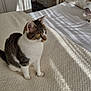 Mia Rogers joined the competition — help win amazing prizes! cat, tabby_cat, pet, indoor, bedroom, blanket, sunlight, shadow, texture, curious, feline, white, brown, striped, soft_light, cozy, home, sitting, animal, resting