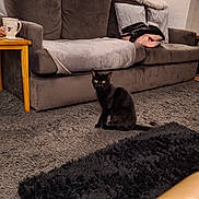 Faye joined the competition — help win amazing prizes! black, black_cat, blanket, carpet, cat, cozy, cushions, domestic_animal, floor, furniture, gray, indoor, lamp, living_room, mug, pet, rug, sitting, sofa, wooden_table