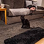 black, black_cat, blanket, carpet, cat, cozy, cushions, domestic_animal, floor, furniture, gray, indoor, lamp, living_room, mug, pet, rug, sitting, sofa, wooden_table