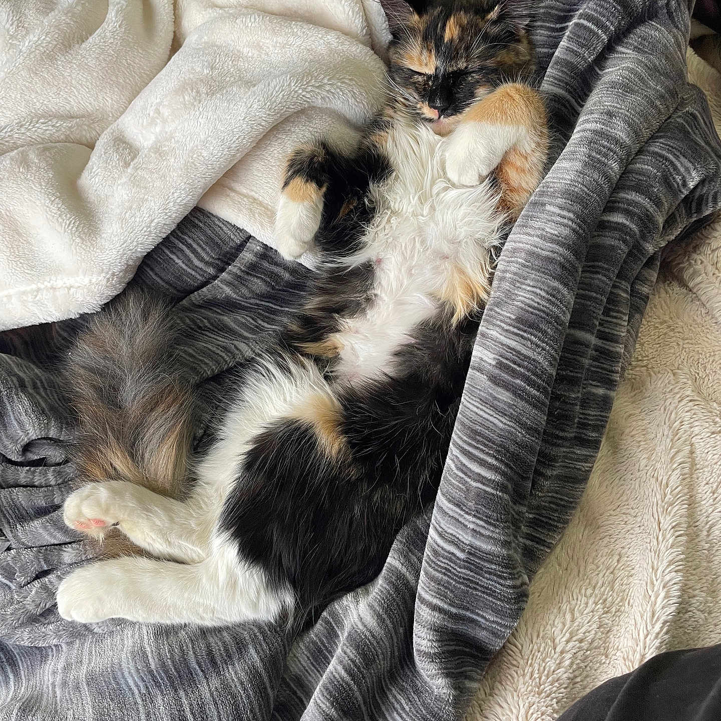 Fiona