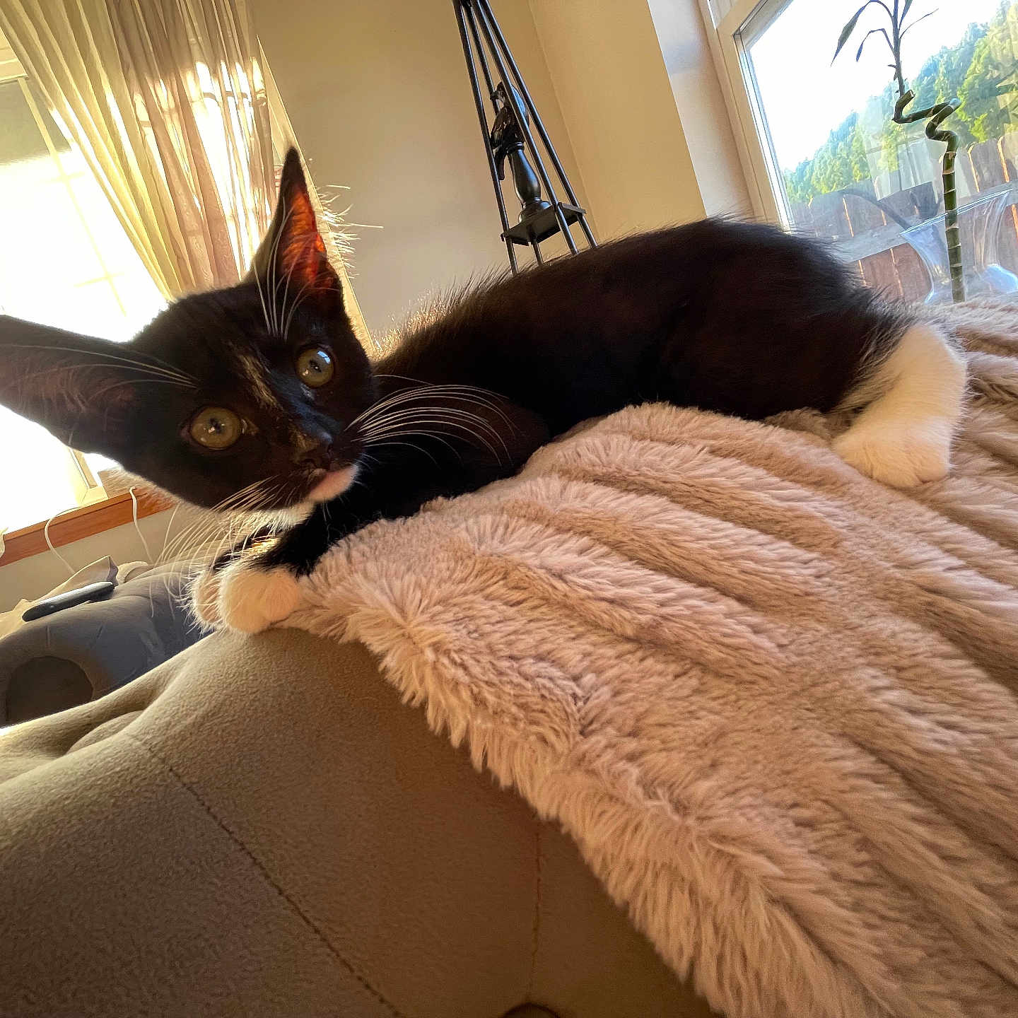 Shadow is registered to the contest to win money with this photo: abyssinian, animal, architecture, bed, bedroom, blanket, building, cat, couch, cushion, furniture, homedecor, indoors, interiordesign, kitten, livingroom, manx, pet, quilt, room