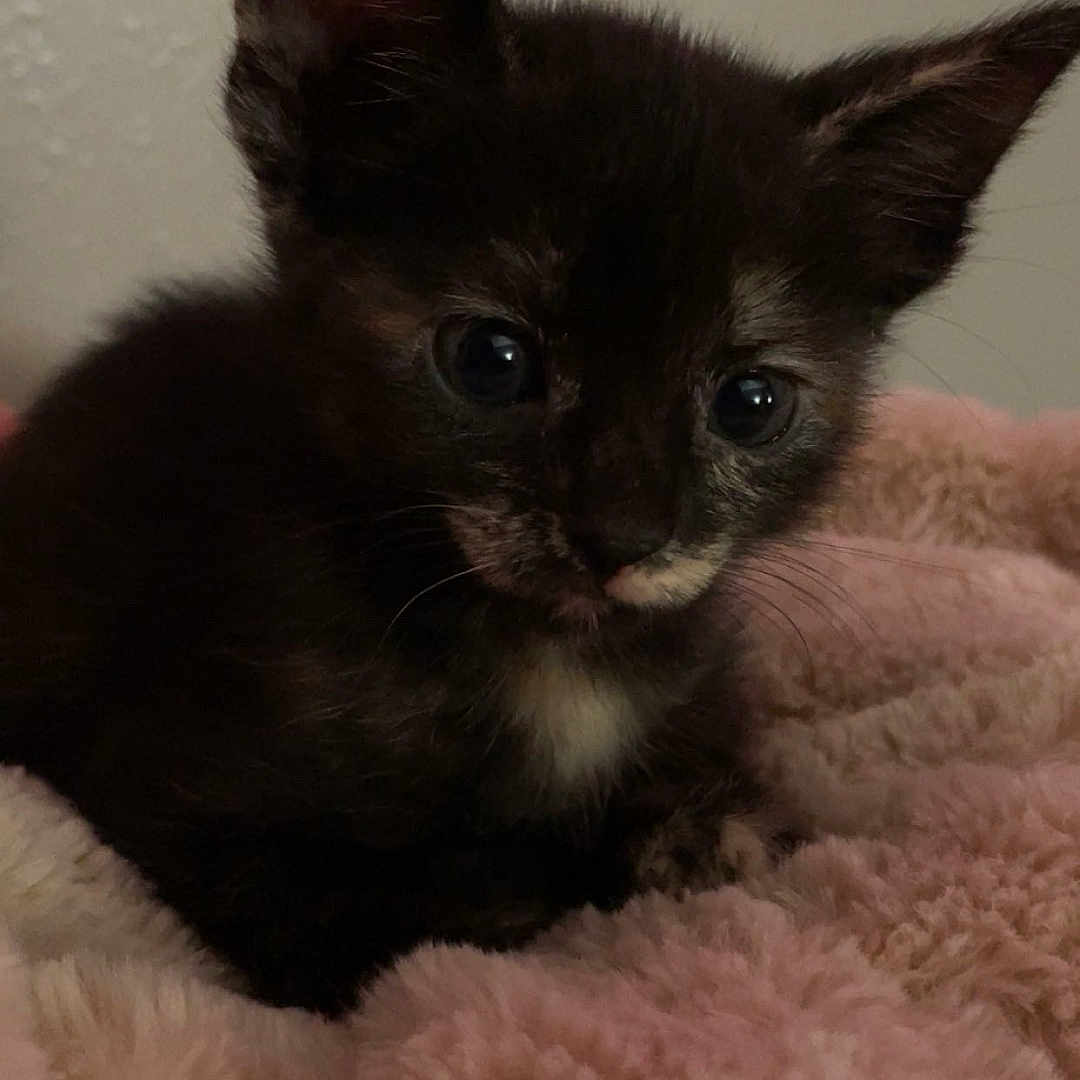 Bagheera