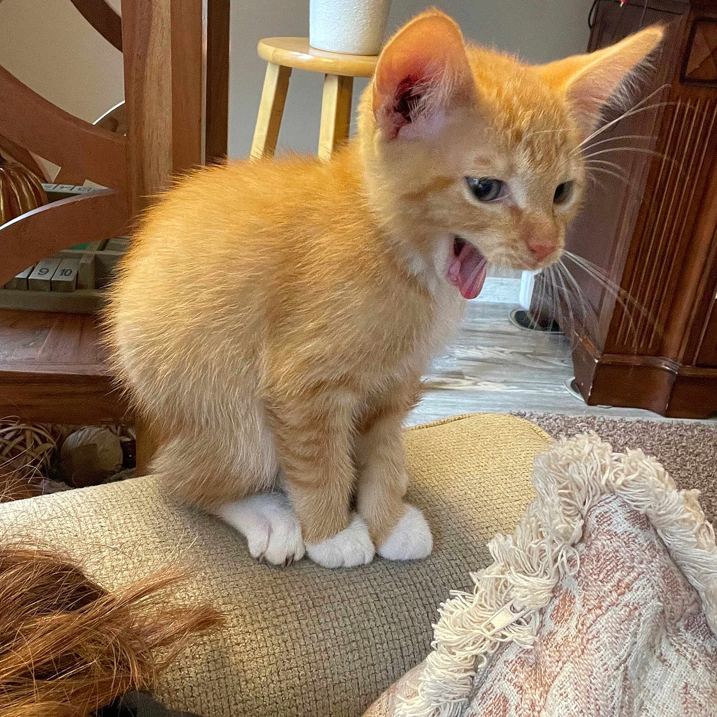 Simba