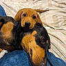 adult_dog, bed, black_and_tan, blanket, blue_blanket, brown_puppy, closeup, cozy, cute, dachshund, eyes, fur, indoor, nose, pet, portrait, puppy, resting_head, snuggling, two_dogs