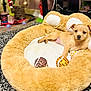 puppy, dog, dog_bed, plush, toy, animal_print, cozy, relaxed, indoor, carpet, brown, cute, pet, fur, small, young, resting, comfort, home, animal