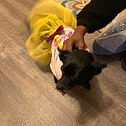 Midnight joined the competition — help win amazing prizes! dog, black_dog, tutu, yellow_tutu, pink_shirt, pet, hand, person, floor, wooden_floor, rug, indoor, playful, animal, clothing, cute, tongue_out, cozy, casual, petting