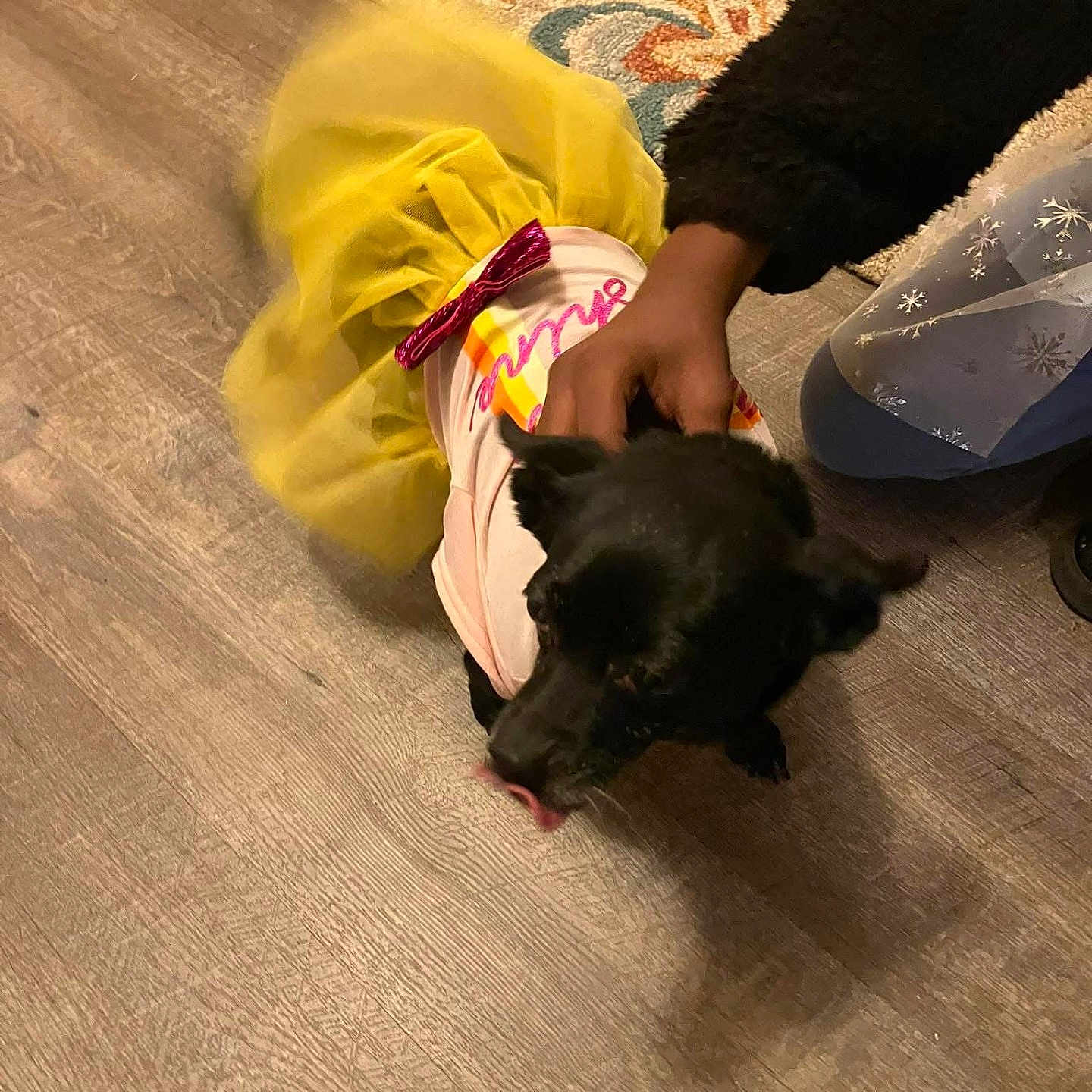 Midnight joined the competition — help win amazing prizes! animal, black_dog, casual, clothing, cozy, cute, dog, floor, hand, indoor, person, pet, petting, pink_shirt, playful, rug, tongue_out, tutu, wooden_floor, yellow_tutu
