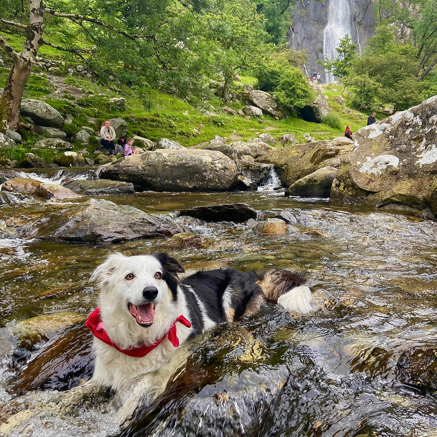 Flynn joined the competition — help win amazing prizes! face, grass, grove, head, jungle, land, landscape, moss, nature, outdoors, person, photography, plant, portrait, rainforest, rock, tree, vegetation, wilderness, woodland