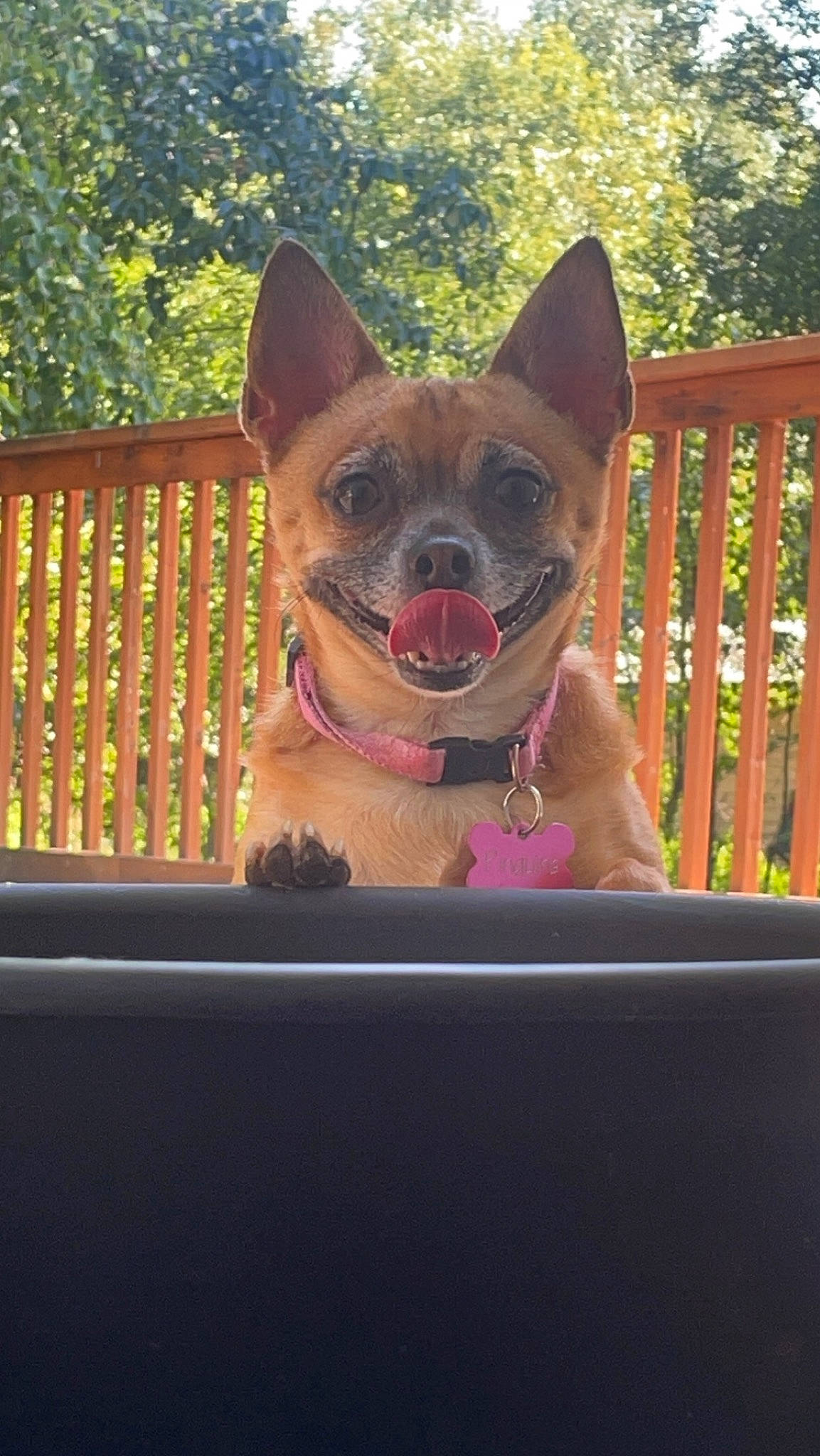 Pinguina joined the competition — help win amazing prizes! carnivore, collar, companion_dog, dog, dog_breed, dog_collar, door, eyewear, fawn, felidae, fence, glasses, plant, snout, sunglasses, tail, tree, whiskers, window, working_animal