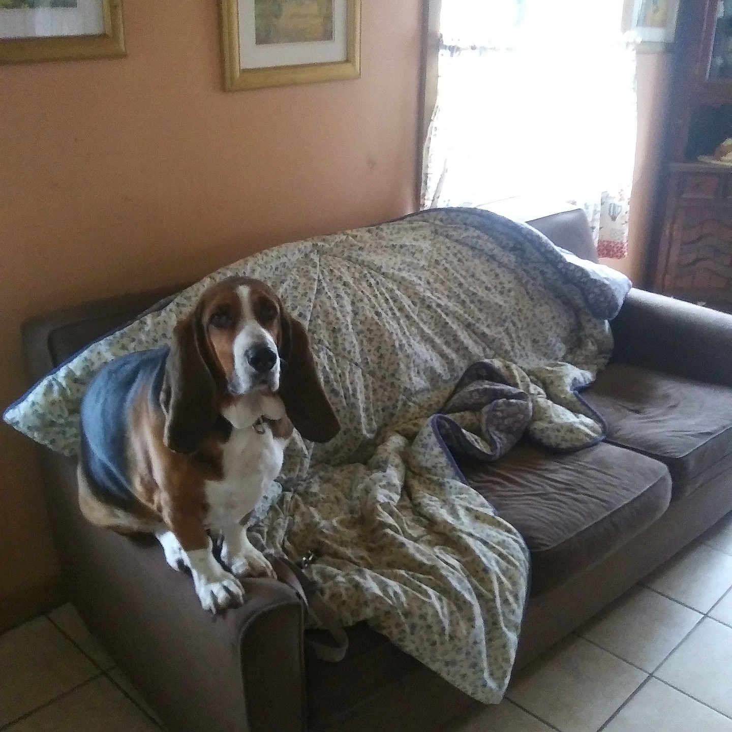 Dixie is registered to the contest to win money with this photo: animal, architecture, beagle, blanket, building, canine, couch, cushion, dog, furniture, homedecor, hound, indoors, interiordesign, linen, livingroom, pet, photoframe, puppy, room