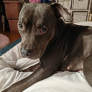 Ima a rejoint le concours — aidez-le/la à gagner de superbes lots ! dog, pet, indoor, bed, white_bedspread, gray_dog, close_up, ear, looking, resting, animal, canine, furniture, room, television, basket, relaxed, domestic, mammal, portrait