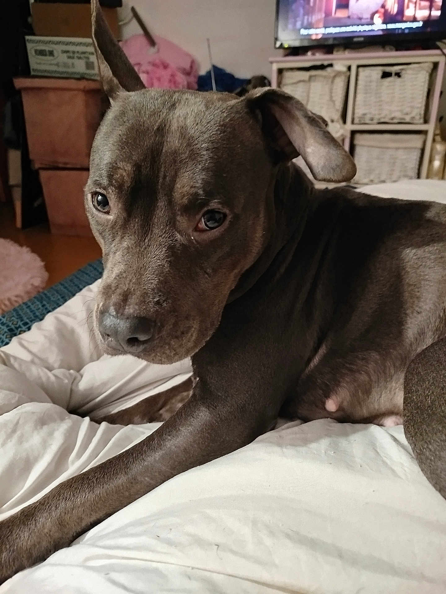 Ima a rejoint le concours — aidez-le/la à gagner de superbes lots ! dog, pet, indoor, bed, white_bedspread, gray_dog, close_up, ear, looking, resting, animal, canine, furniture, room, television, basket, relaxed, domestic, mammal, portrait