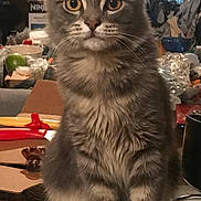 Puffy is registered to the contest to win money with this photo: animal, cat, closeup, cluttered, counter, curious, domestic_cat, ears, fur, furniture, gray_fur, household_items, indoor, kitchen, pet, portrait, sitting, tabby_cat, whiskers, yellow_eyes