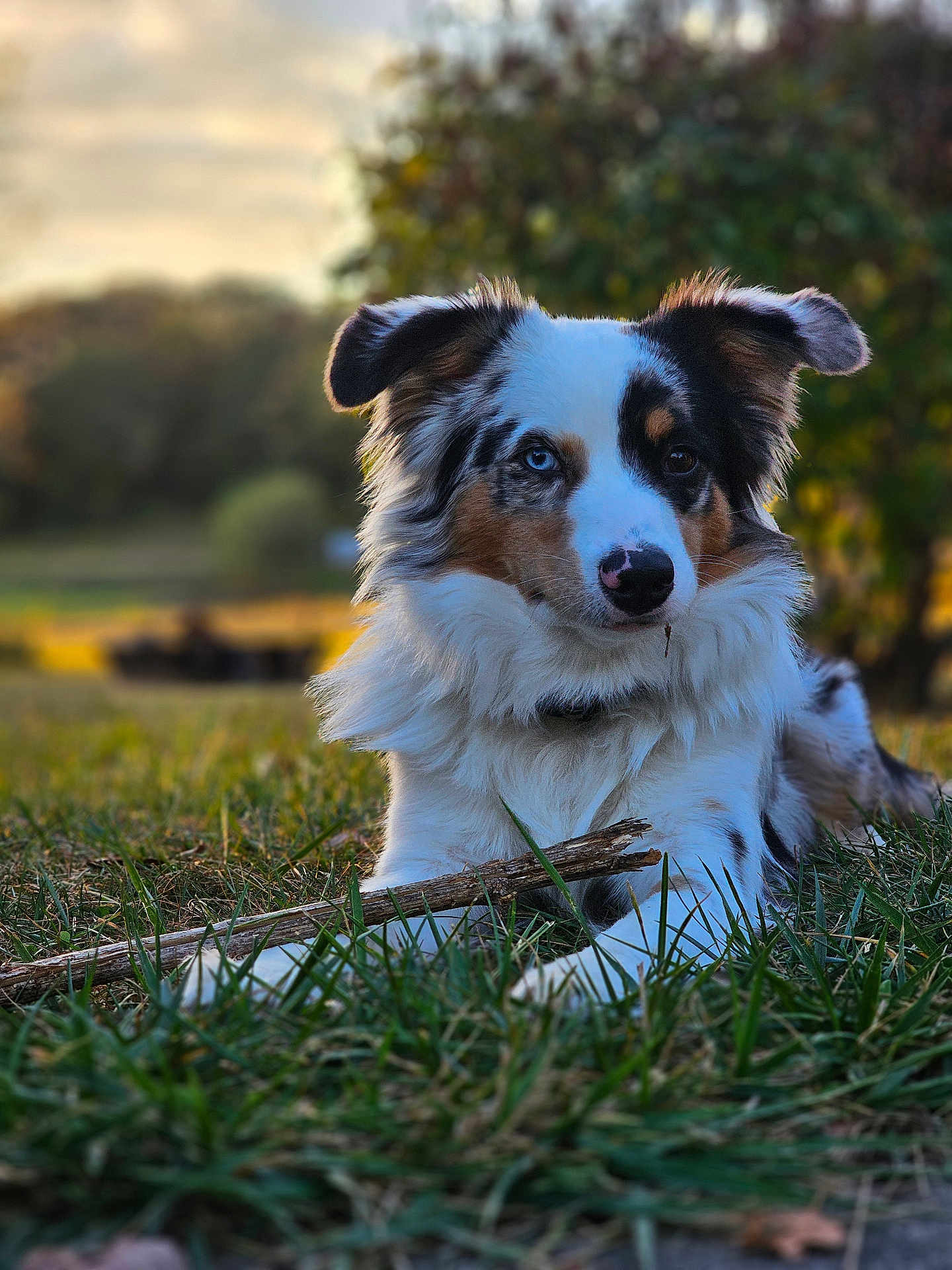 Dallas Kai joined the competition — help win amazing prizes! dog, animal, grass, stick, outdoor, pet, fur, blue_eye, brown_eye, canine, nature, relaxing, playing, closeup, portrait, muzzle, ears, tongue, daylight, park