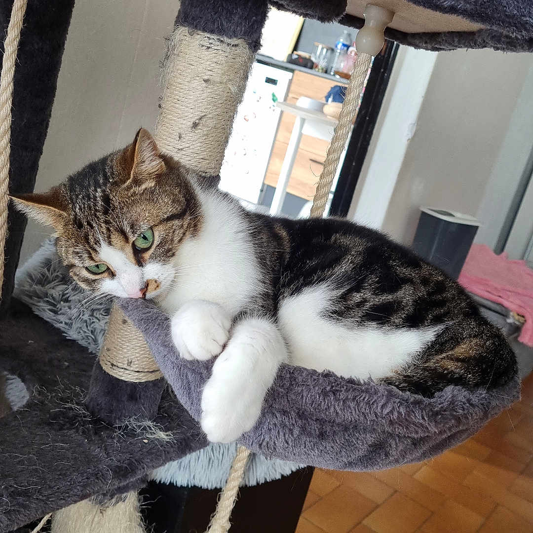 Ruby participe au concours pour gagner de l'argent avec cette photo : abyssinian, accessories, animal, architecture, building, cat, chair, couch, furniture, hardwood, indoors, kitten, livingroom, manx, pet, plywood, room, shelf, slate, wood