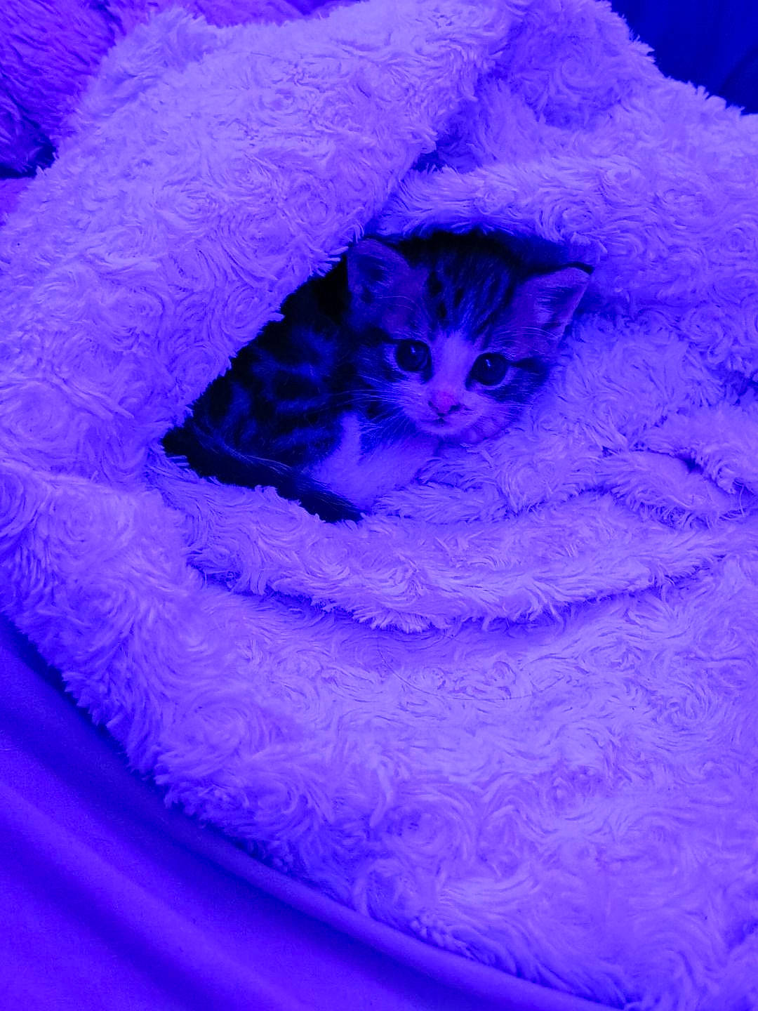 Ruby participe au concours pour gagner de l'argent avec cette photo : azure, blue, carnivore, cat, cat_supply, circle, electric_blue, event, felidae, freezing, fur, magenta, pattern, plant, purple, small_to_medium_sized_cats, violet, whiskers, winter