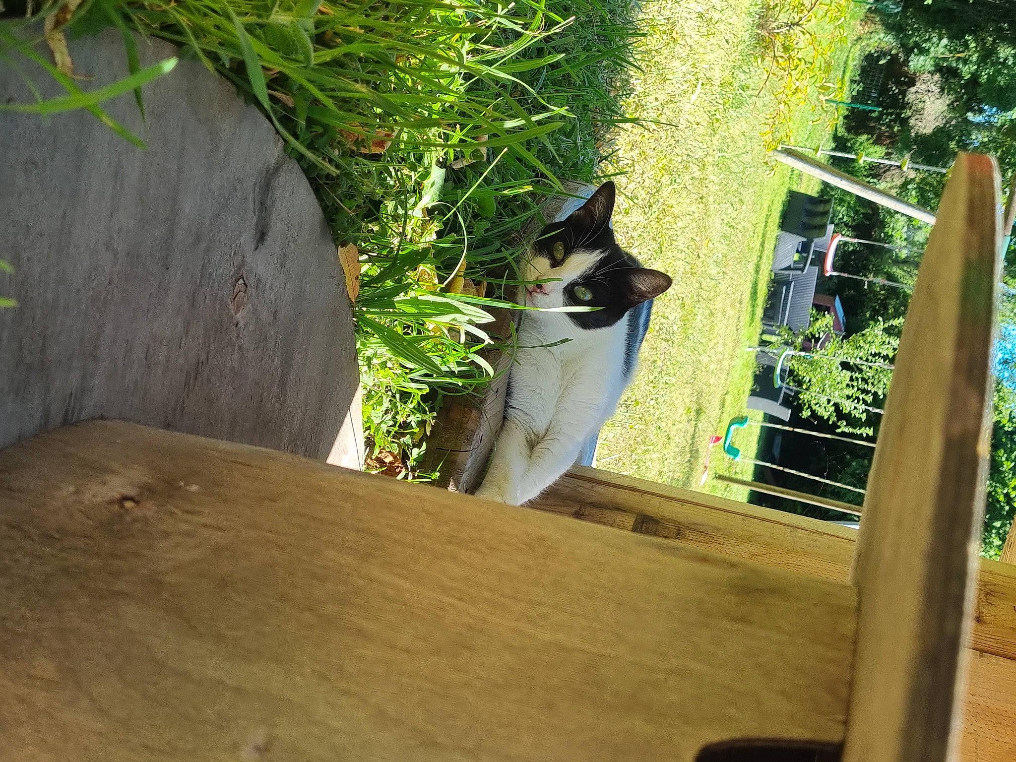 Chipy a rejoint le concours — aidez-le/la à gagner de superbes lots ! carnivore, cat, domestic_short_haired_cat, fawn, felidae, grass, hardwood, jungle, leisure, plant, shade, small_to_medium_sized_cats, tail, terrestrial_animal, tree, trunk, whiskers, wildlife, wood, wood_stain