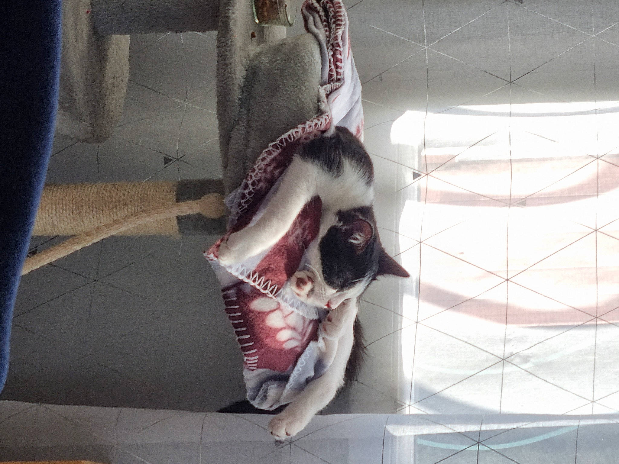 Chipy a rejoint le concours — aidez-le/la à gagner de superbes lots ! automotive_design, carmine, dress, fashion_accessory, fictional_character, flesh, flooring, foot, human_body, human_leg, jaw, knee, magenta, pattern, performing_arts, personal_protective_equipment, sandal, sitting, thigh, visual_arts