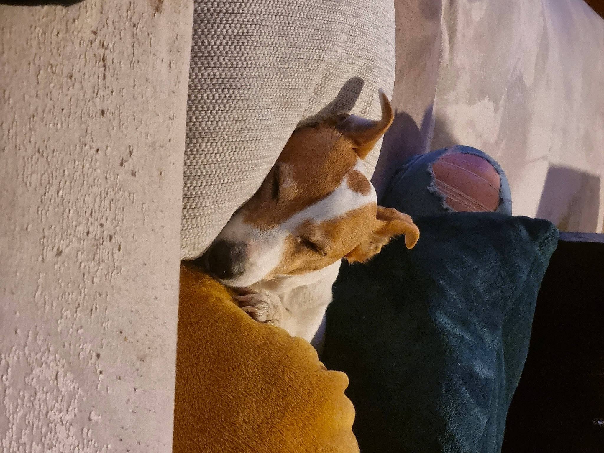 Princesse a rejoint le concours — aidez-le/la à gagner de superbes lots ! canidae, carnivore, comfort, companion_dog, dog, dog_breed, fawn, felidae, flooring, hardwood, linens, paw, pet_supply, room, scent_hound, shadow, sporting_group, tail, wood, working_animal