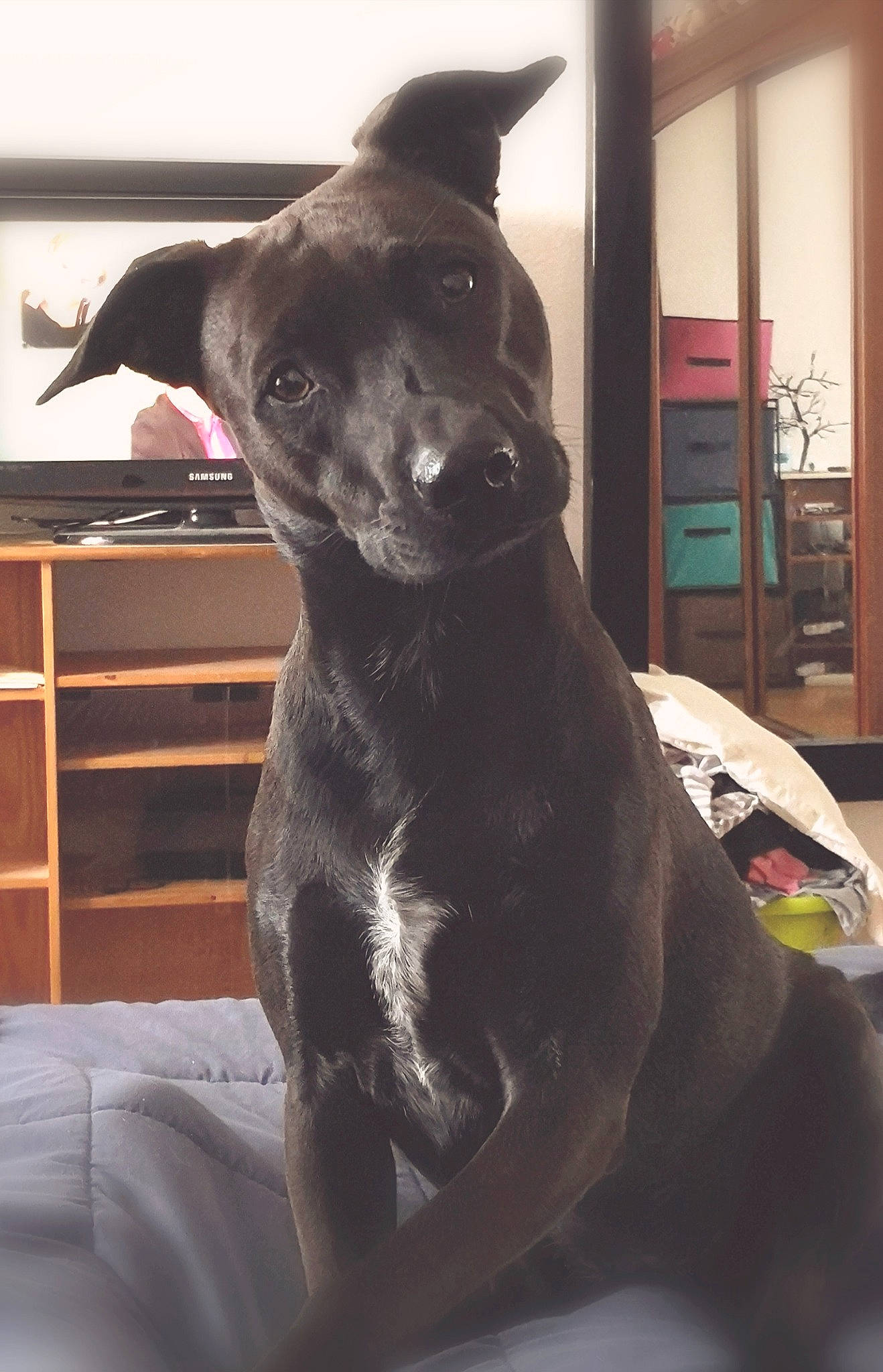 Ixia participe au concours pour gagner de l'argent avec cette photo : canidae, carnivore, dog, dog_breed, ear, formosan_mountain_dog, mammal, non_sporting_group, snout, sporting_group, tail, vertebrate