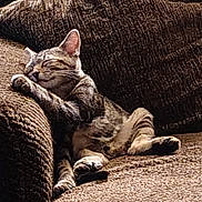 Phineas is registered to the contest to win money with this photo: cat, tabby, feline, pet, couch, indoor, relaxing, sleeping, paw, fur, whiskers, comfort, home, cozy, resting, brown, texture, furniture, cute, animal