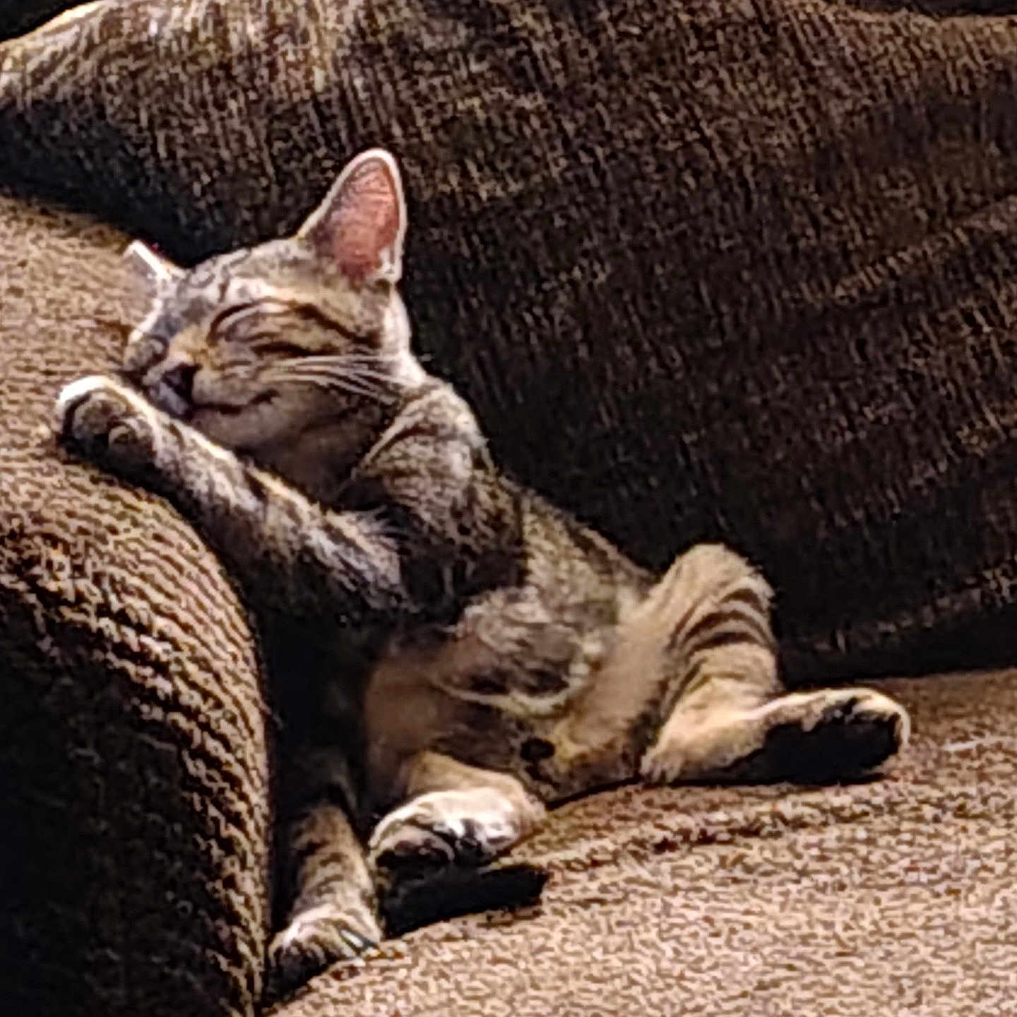 Phineas is registered to the contest to win money with this photo: cat, tabby, feline, pet, couch, indoor, relaxing, sleeping, paw, fur, whiskers, comfort, home, cozy, resting, brown, texture, furniture, cute, animal