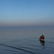 Valco a rejoint le concours — aidez-le/la à gagner de superbes lots ! animal, beach, blue, calm, dawn, dog, horizon, nature, outdoor, peaceful, quiet, reflection, sea, shore, sky, standing, sunset, twilight, water, wet
