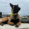 alert, animal, background, belgian_malinois, canine, cloudy, collar, concrete, daytime, dog, ears, fur, outdoor, paw, pet, portrait, resting, sky, snout, watchful