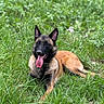 animal, belgian_malinois, canine, daylight, dog, ears_up, fur, grass, greenery, happy, lying_down, muzzle, nature, outdoor, pet, relaxed, summer, tongue, tongue_out, wildflowers