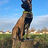 alert, animal, blue_sky, brown_fur, canine, collar, daytime, dog, ears_up, field, grass, landscape, nature, outdoor, pet, portrait, rural, sitting, sunlight, tree_stump